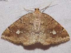 Homochlodes lactispargaria