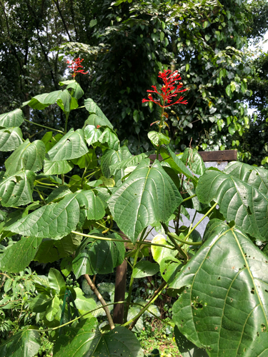 Clerodendrum intermedium observed 2025-10-20