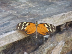 Heliconius ismenius