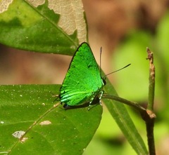 Chalybs janias