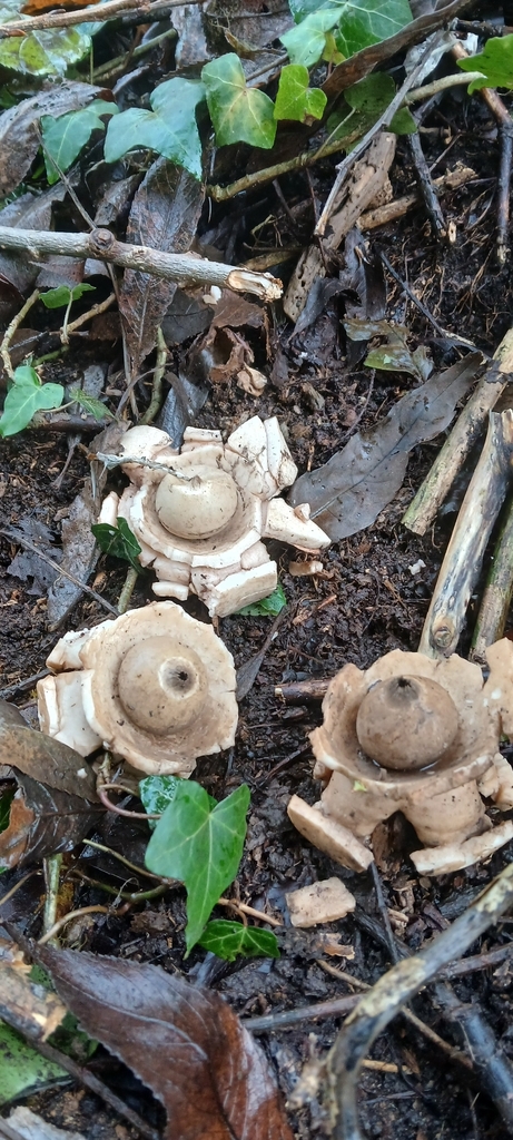 Geastrum michelianum · December 2025 · photo: © andrew2700 (iNaturalist, cc-by)