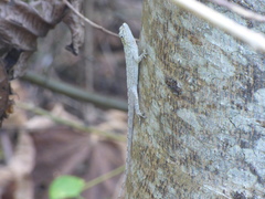 Anolis sulcifrons