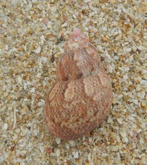 Phasianella ventricosa