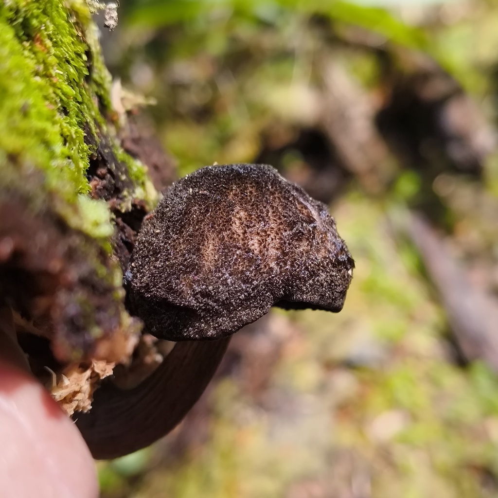 Pluteus · December 2025 · photo: © zedt (iNaturalist, cc-by)