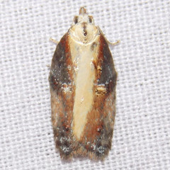 Acleris pulverosana