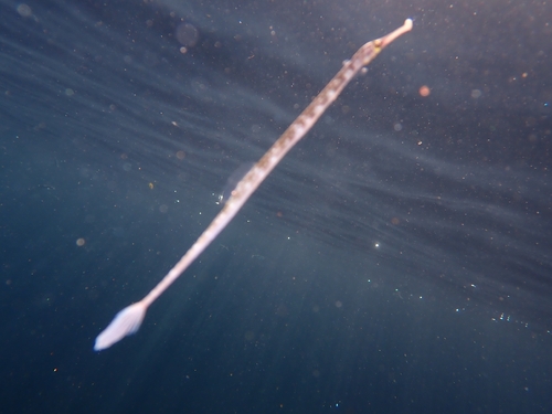 Borstelstaart-zeenaald (Leptoichthys fistularius) — Syngnathidae