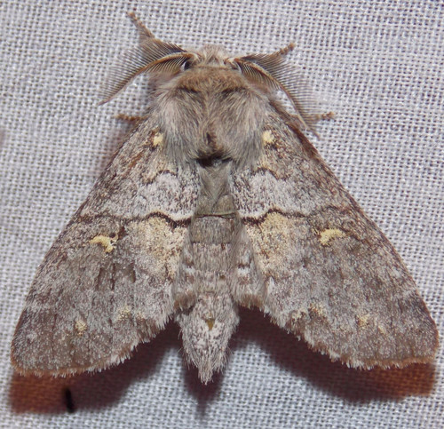 Four-spotted Gluphisia Moth photo 3