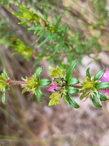 Bauera sessiliflora, photograph 6