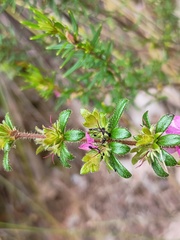 Bauera sessiliflora, photograph (c) grampianshiker, some rights reserved (CC BY)