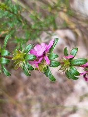 Bauera sessiliflora, photograph (c) grampianshiker, some rights reserved (CC BY)