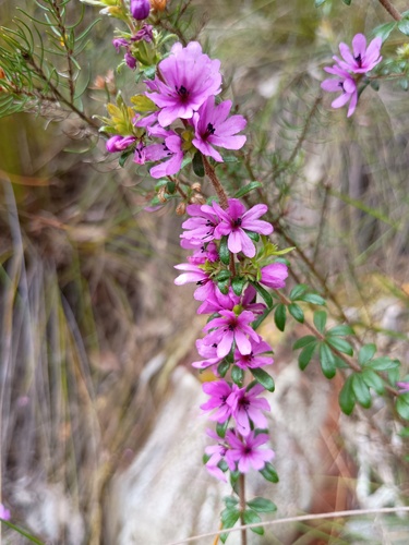 Bauera sessiliflora, photograph 2
