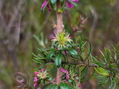 Bauera sessiliflora, photograph 4