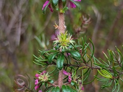 Bauera sessiliflora, photograph (c) grampianshiker, some rights reserved (CC BY)