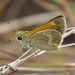 Baracoa Skipper - Photo (c) Rob Van Epps, some rights reserved (CC BY-NC), uploaded by Rob Van Epps