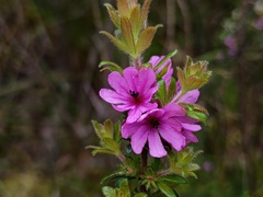 Bauera sessiliflora, photograph (c) grampianshiker, some rights reserved (CC BY)