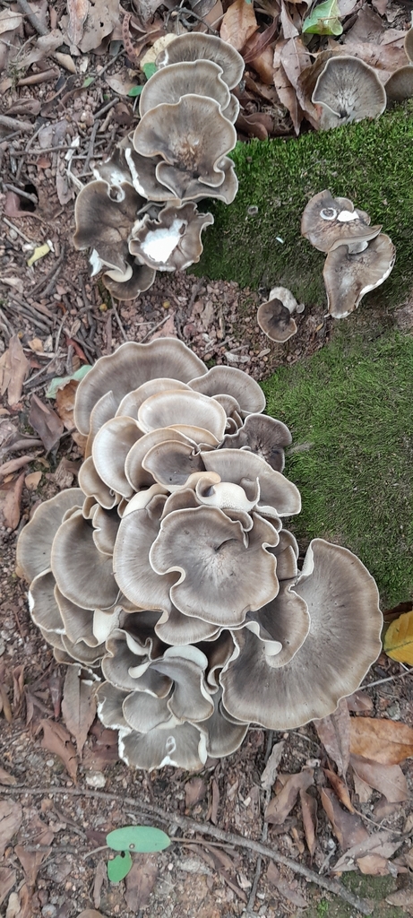 Favolus tessellatus · December 2025 · photo: © rafaperazzolo (iNaturalist, cc-by)