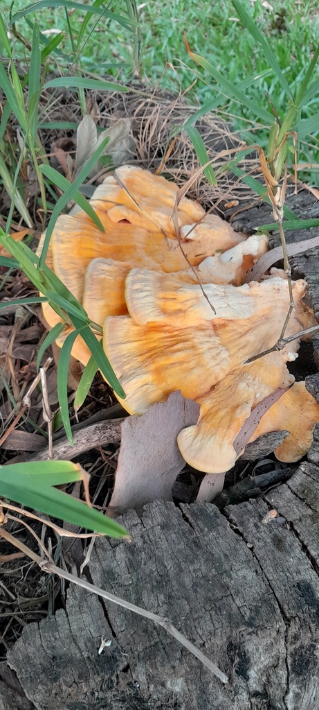 Laetiporus gilbertsonii · December 2025 · photo: © rafaperazzolo (iNaturalist, cc-by)