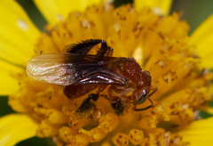 Tetragonilla atripes