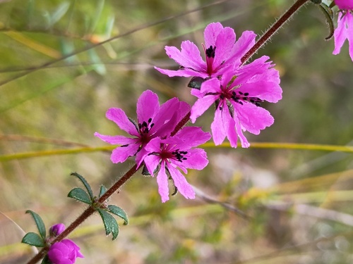 Grampians Bauera (Bauera sessiliflora)