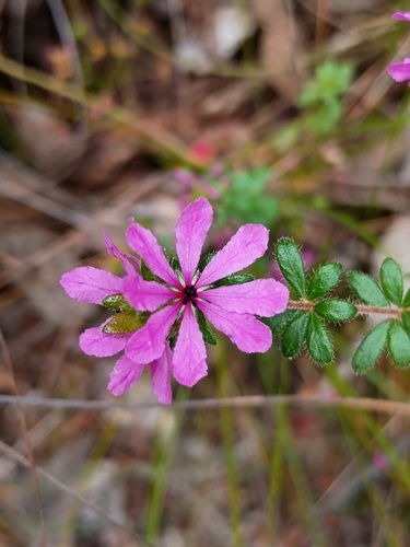 Bauera sessiliflora, photograph 1