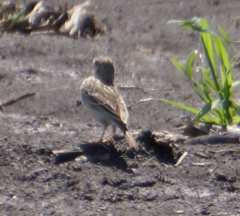 Anthus spragueii