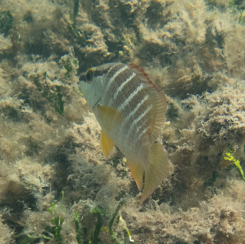 Lutjanus apodus