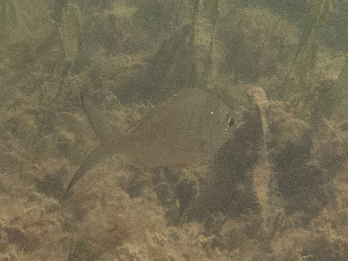 Gerres cinereus