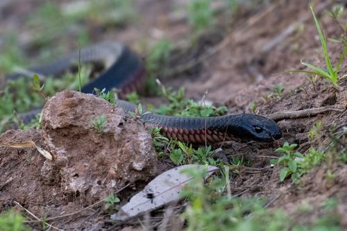 Red-bellied Black Snake sighting
