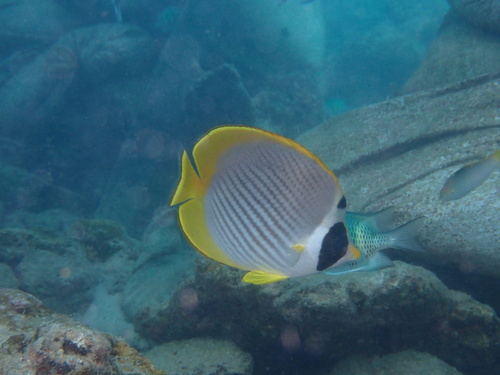 Chaetodon adiergastos