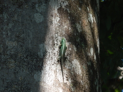 Dasia olivacea