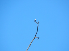 Microhierax fringillarius