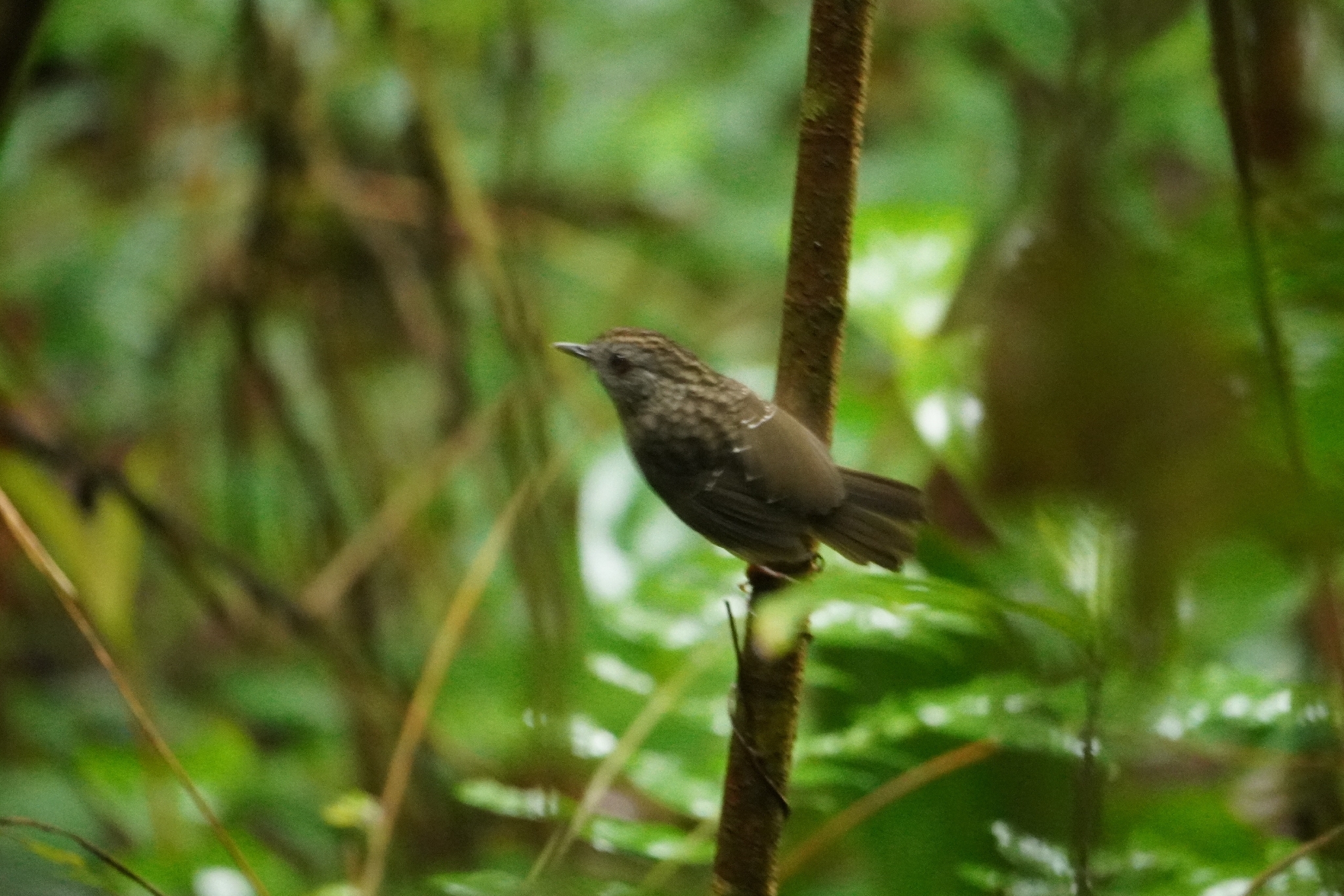 Streaked Wren-Babbler