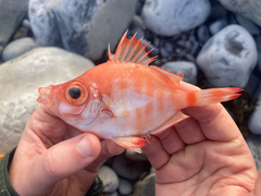 Boarfish photo 2