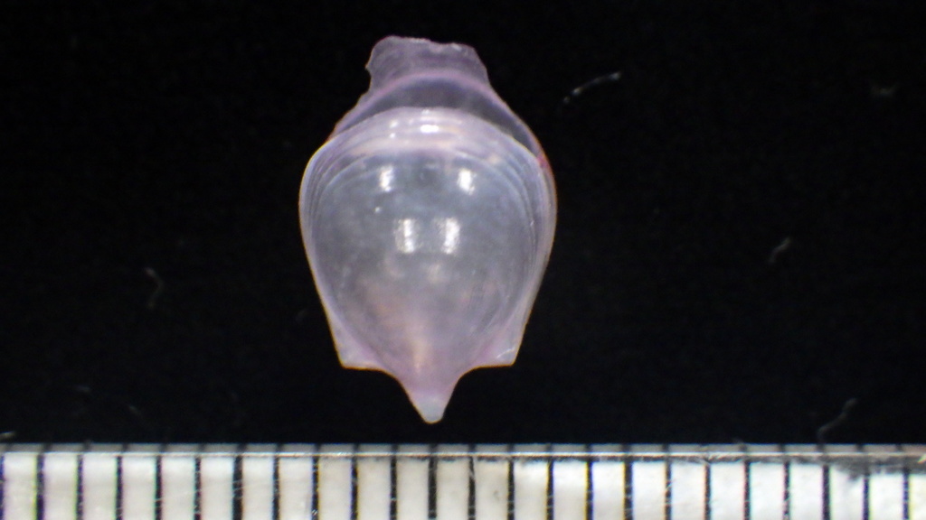 Gibbose Cavoline
