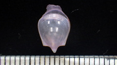 Gibbose Cavoline
