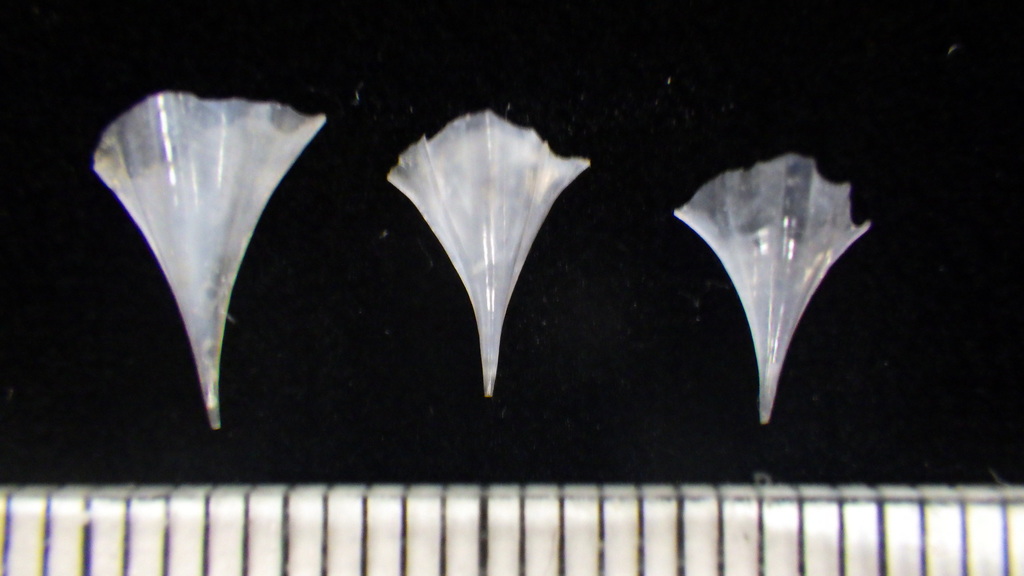 Pyramid Clio