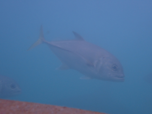 Caranx latus