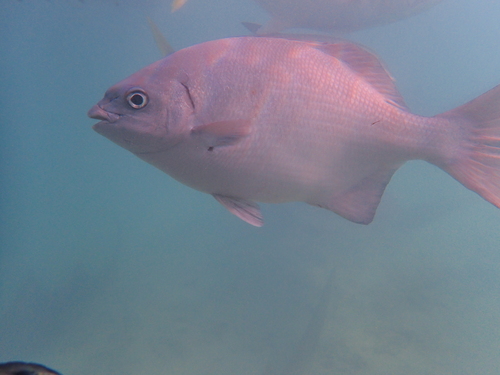 Kyphosus sectatrix