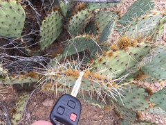 Opuntia arizonica