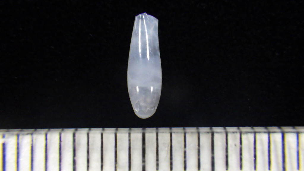 Cuvierina
