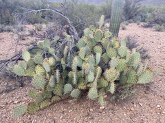 Opuntia arizonica