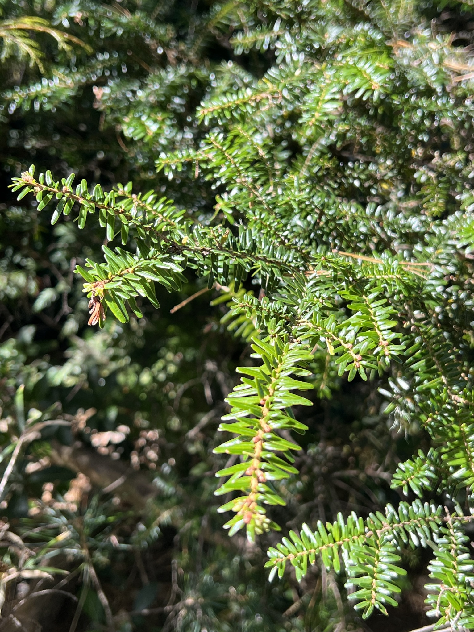 Chinese Hemlock (Tsuga chinensis)