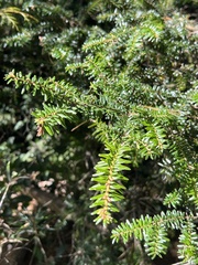 Tsuga chinensis, photograph (c) 銀杏, some rights reserved (CC BY)