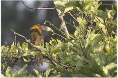 Pteroglossus bailloni