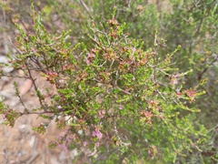 (c) grampianshiker, some rights reserved (CC BY) Kunzea parvifolia, photograph (c) grampianshiker, some rights reserved (CC BY)