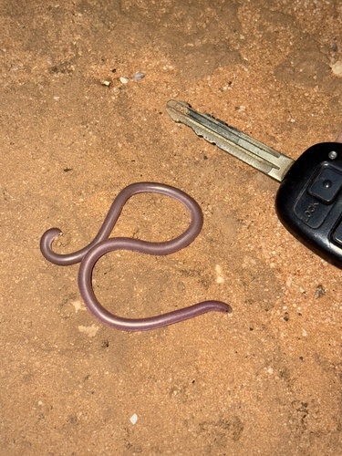 Prong-snouted Blind Snake sighting