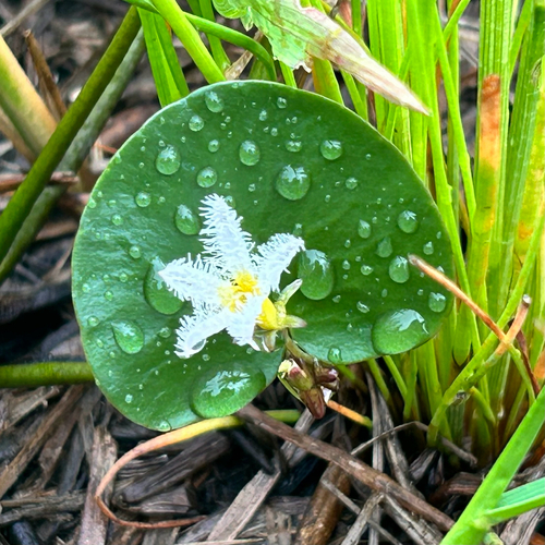 Floating Heart (Nymphoides senegalensis)