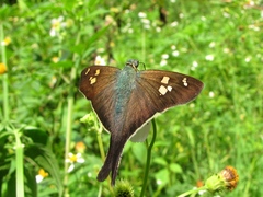 Ectomis auginus