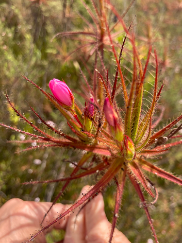 Roridula gorgonias, photograph 4