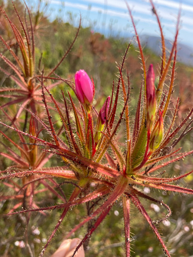 Fly Bush (Roridula gorgonias)